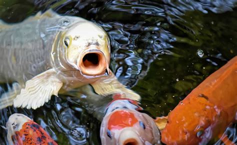 Koi Fish Food: 19 Important Questions Answered - Xtrapets