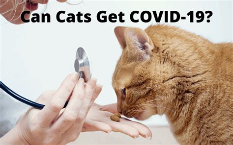 Can Cats Get COVID-19? - Cat Sitter Toronto Inc. Cats