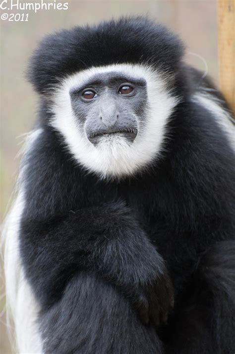 Colchester Zoo: Colobus Monkey | The Colobus monkey has a nu… | Flickr