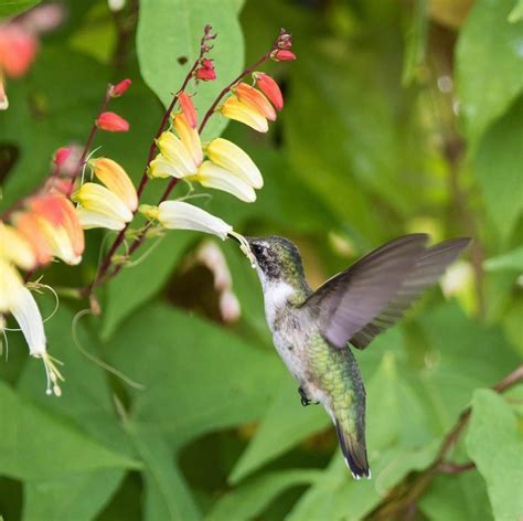 11 Nectar Plants for Hummingbirds You Aren't Growing - Birds and Blooms