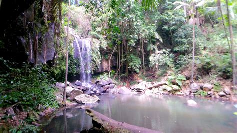 Best of Tamborine Mountain: Day Trip | Laura Near and Far