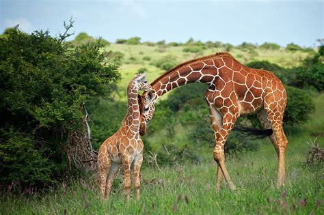 Giraffe Mother and Baby, Take 2 | Sean Crane Photography