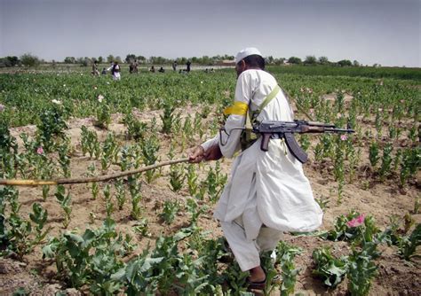 Rumors Persist That The CIA Helps Export Opium From Afghanistan