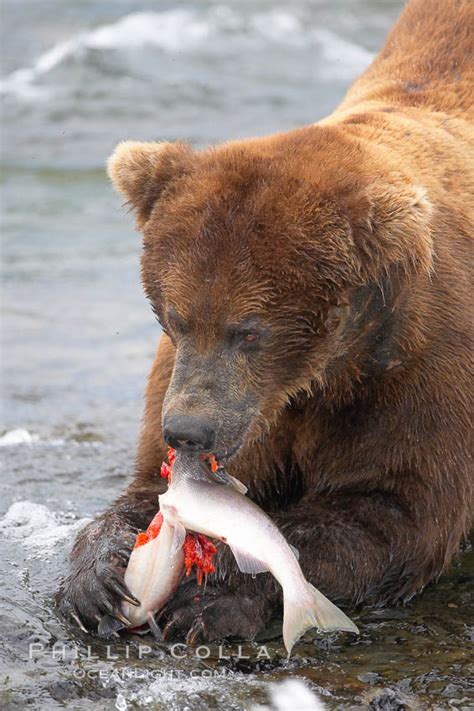 Brown bear eating salmon, Ursus arctos, Brooks River, Katmai National ...