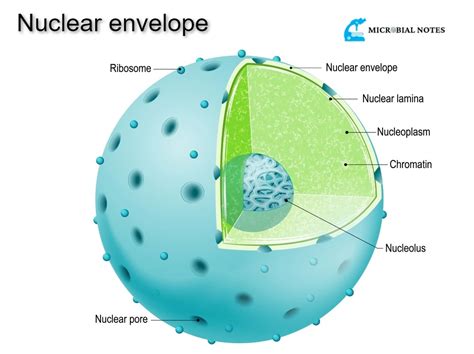 Nuclear Envelope - Its structure and functions - Microbial notes