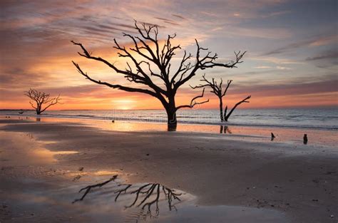 Charleston SC Botany Bay Sunrise Tree on Beach Stock Image - Image of ...