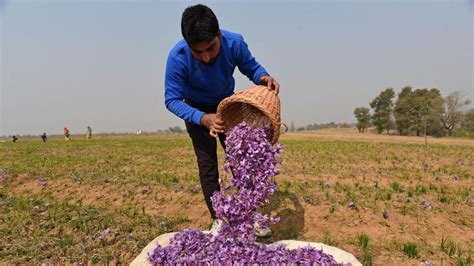 Saffron blooms in Kashmir, production up by 30% - Hindustan Times