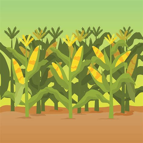 Corn Stalks Illustration | Illustration, Illustration design, Vector art