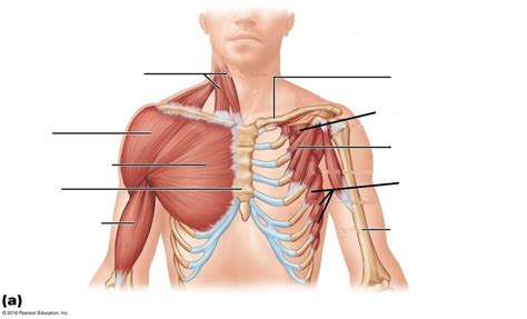 chest muscles labeling Diagram | Quizlet