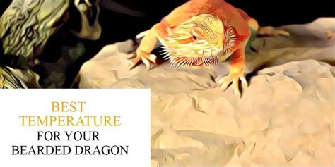 Bearded Dragon Temperature 101 - Best Temperatures For Your Beardie ...