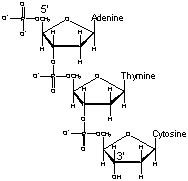 When Nucleotides Polymerize To Form A Nucleic Acid - slidesharetrick