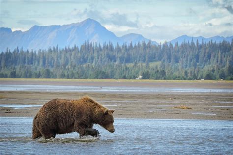 Brown Bear fishing in Alaska Photograph by Coby Cooper - Pixels