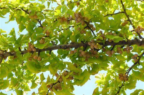 Ginkgo Trees Stink Up Cities When Seeds Fall - WSJ