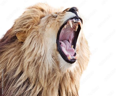 Furious roaring lion male isolated on white background Stock Photo ...