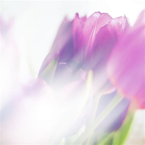 Premium Photo | Purple tulip bouquet