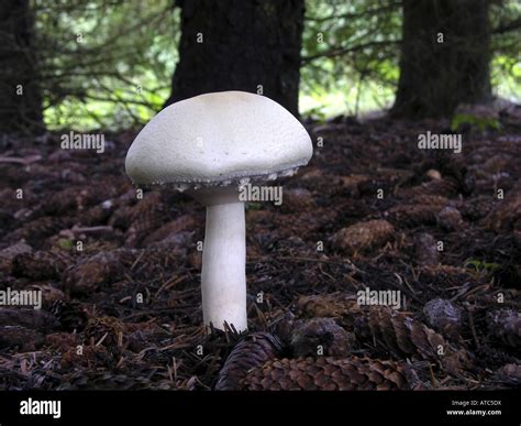 wood mushroom (Agaricus silvicola), fruiting body Stock Photo - Alamy