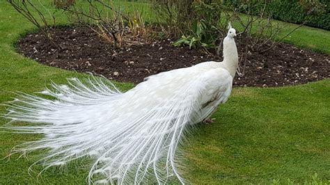 Peahen Bird Feathers - Free photo on Pixabay - Pixabay