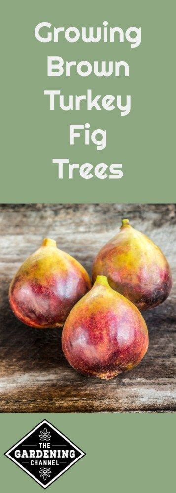 Follow these gardening tips to growing your own brown turkey fig trees ...