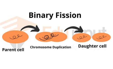 What is Binary Fission?-Definition, Types and Mechanism