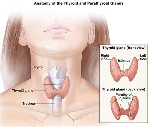 Papillary thyroid cancer causes, symptoms, diagnosis, treatment ...