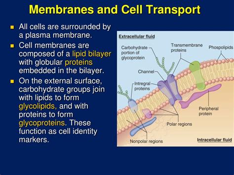 PPT - Cell Membrane Structure and Function PowerPoint Presentation - ID ...