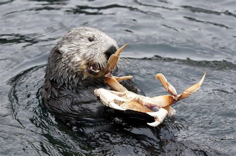 What Do Sea Otters Eat? (Diet & Facts)