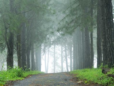 Vagamon Pine Forest, Vagamon - Timings, Accessibility, Best Time to Visit