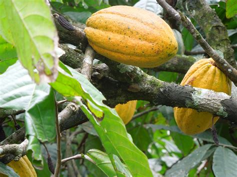 Photo Essay: A Chocolate Maker Journeys to the Cacao Source ...