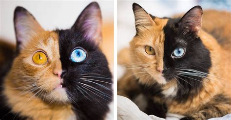 Meet Quimera, a Chimera Cat With a Purrfectly Two-Toned Face