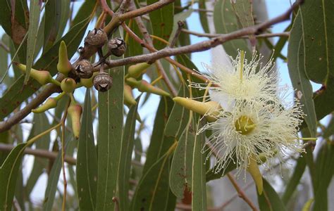 Eucalyptus - Wikipedia