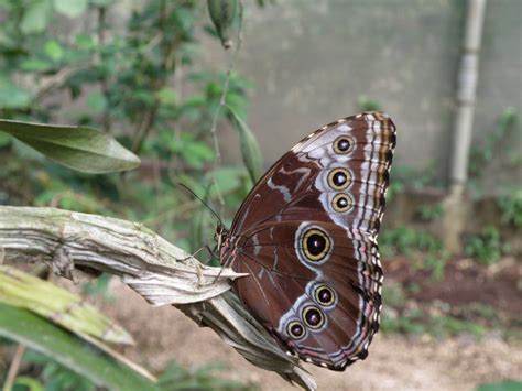 What is Blue Morpho Butterfly? | MyEnglishGuide.com