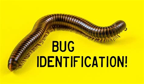 Bug Identification Guide: 32 Common Insects (With Photos) - Owlcation