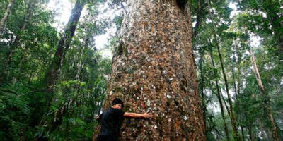 Mount Apo - Wikitravel