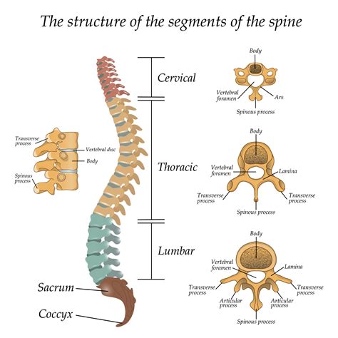 Thoracic Vertebra Labeled