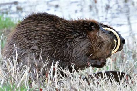 8 Unusual Facts About Capybara Teeth - UntamedAnimals