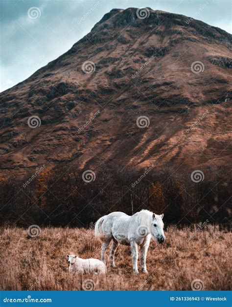 Scottish Farm Animal Friends Stock Image - Image of animals, glen ...