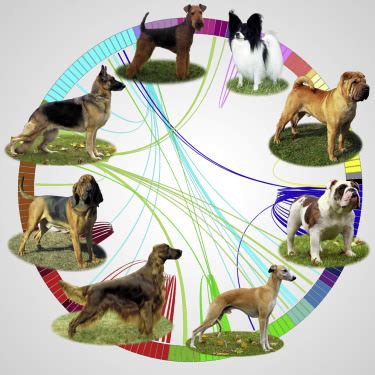 Dog Family Tree Reveals How Canine Breeds Came To Be – iHeartDogs.com