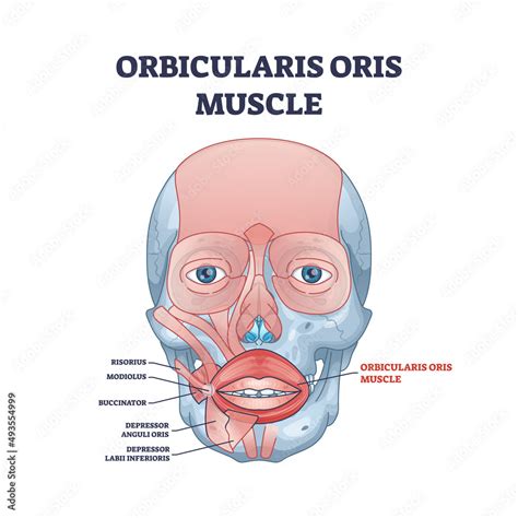 Orbicularis oris muscle complex as lips and mouth muscular system ...