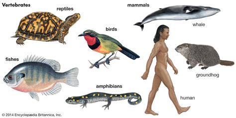 Examples Of Vertebrates And Invertebrates For Kids