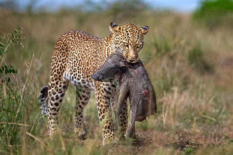 Leopard With Prey Photograph by Xavier Ortega - Fine Art America