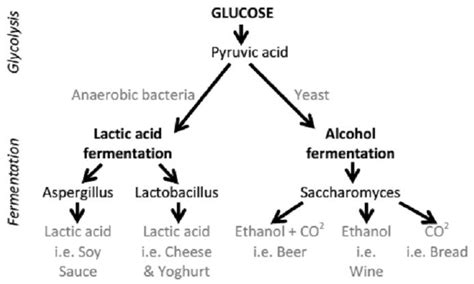 FOOD PRESERVING: THE FERMENTATION PROCESS