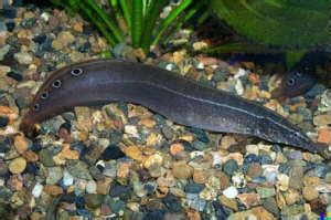 Macrognatus circumcinctus, Spotted spiny eel, Zig Zag Spiny Eel ...