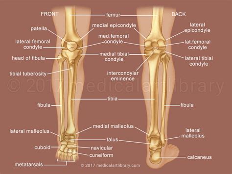 Leg Bones - Medical Art Library