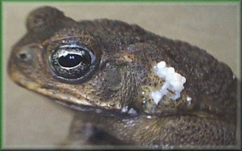 The cane toad of Australia has poison glands, and even its tadpoles are ...