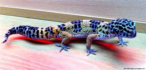 Blue Leopard Gecko Morphs | Wallpapers Gallery