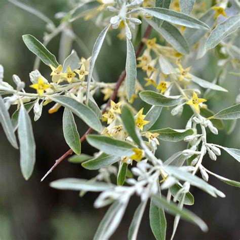 Olive Tree Flowers But No Fruit : Growing Olives In Australia About The ...