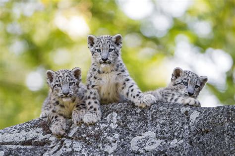 Snow Leopards Cubs Wallpapers - Wallpaper Cave