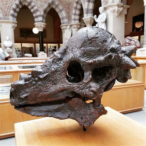 Beautiful Pachycephalosaurus skull at Oxford University Museum of ...