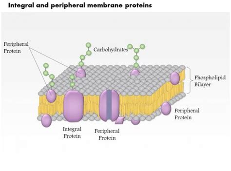 0614 Integral And Peripheral Membrane Proteins Medical Images For ...