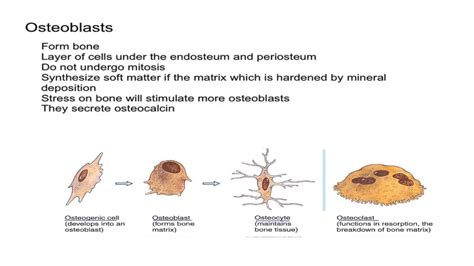 Osteogenic Cells and Osteoblasts - YouTube